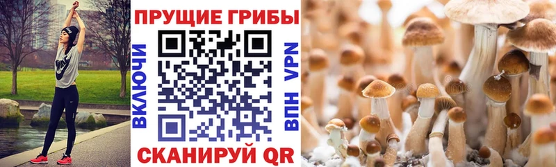 Купить Руза Псилоцибиновые грибы GOLDEN TEACHER